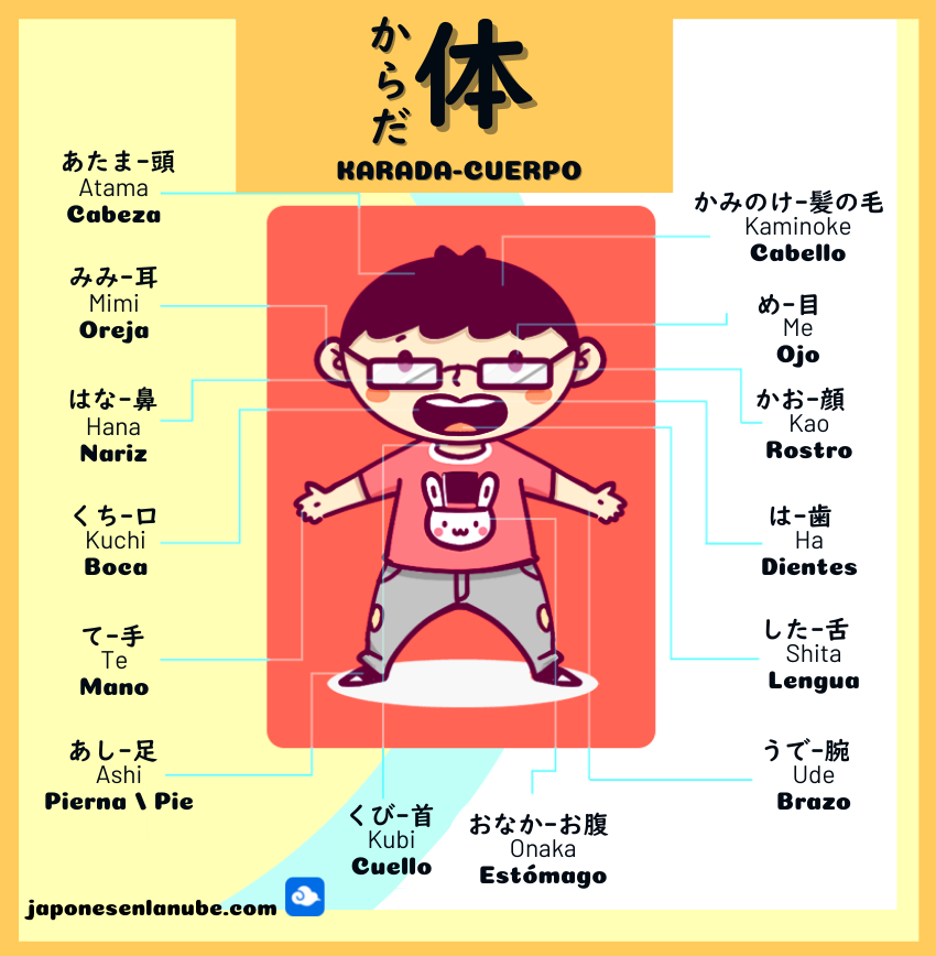 Vocabulario del cuerpo humano en japonés