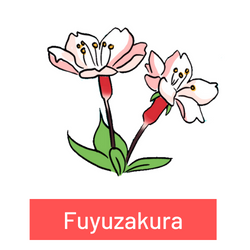 cerezo japonés-Fuyuzakura